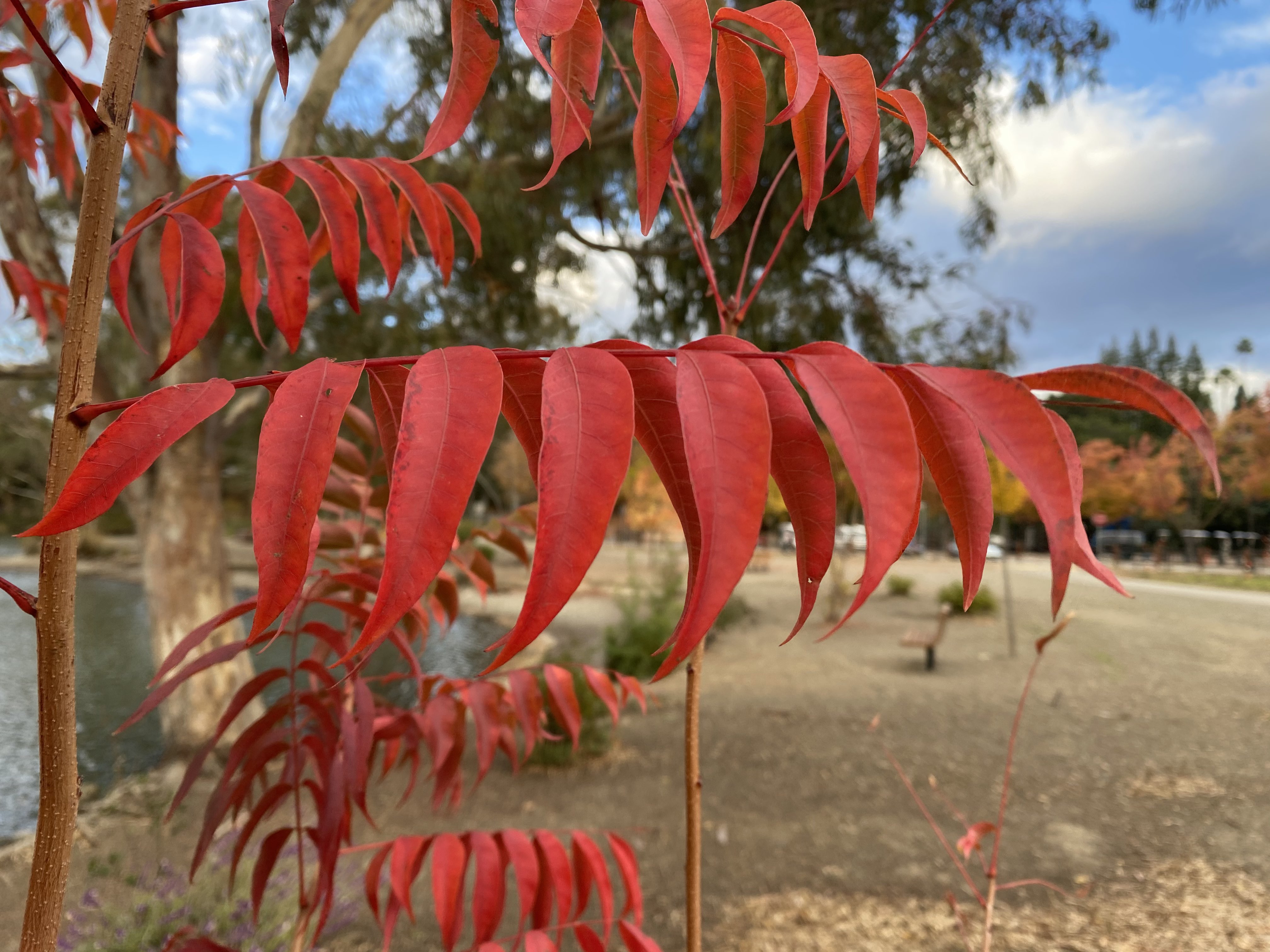 Firey Red Branch